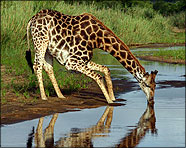 Africa 2007