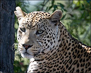 Africa 2007