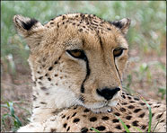 Africa 2007