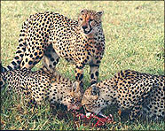 South Africa 2001