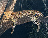 South Africa 2001