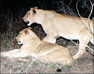South Africa 99